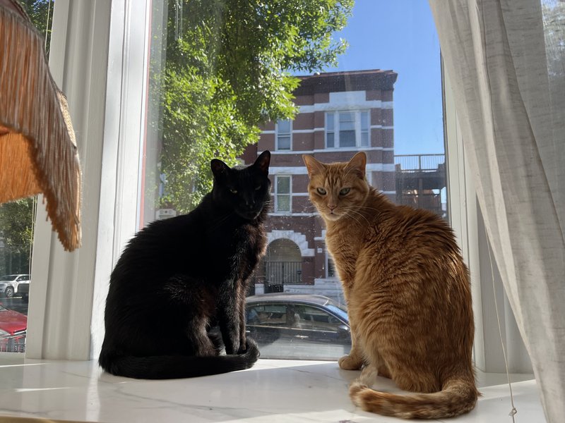 Ulysses, a black cat, and Clay Cat, an orange tabby, sitting side by side on a sunny windowsill
